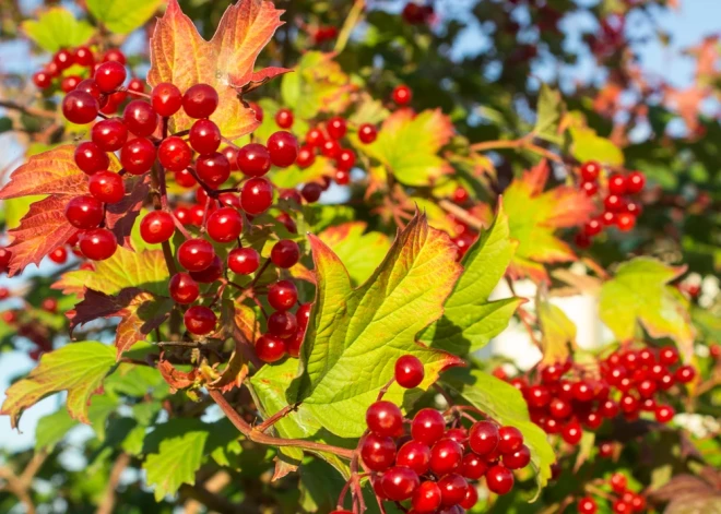 Kas jāzina par košajām un veselīgajām irbenēm - ogām, kuras vārot smaržo pēc slapja suņa