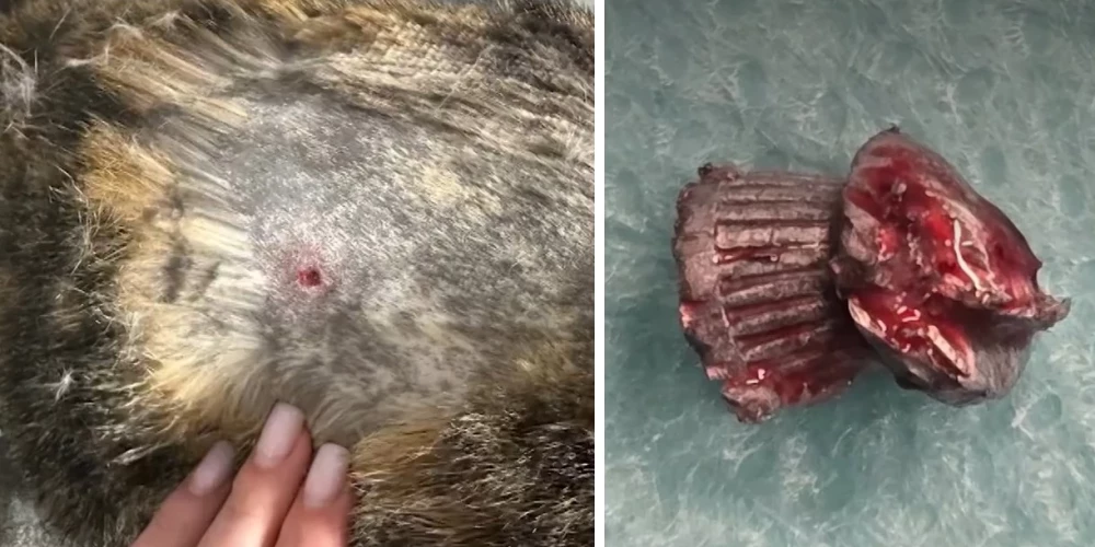 1500 евро за шанс ходить: семья спасает раненую кошку.