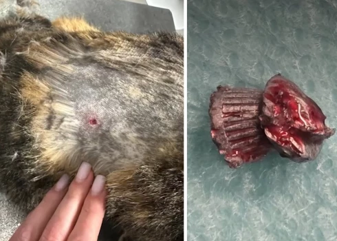 1500 евро за шанс ходить: семья спасает раненую кошку.