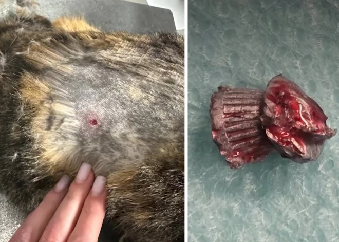 "Вернулась домой, волоча лапы": в Салдусе кошка вернулась с прогулки с простреленным позвоночником