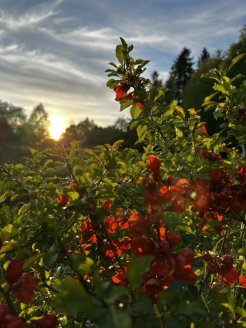 Cidonijas ziedēšanas laikā nedaudz apskadeja salna, bet raža bija.