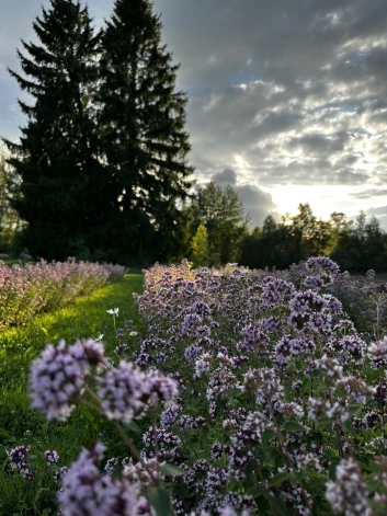 Raudenes, kas ļoti krāšņi bija uzziedējušas, bet tējas vākšanas laikā bija milzīgs mitrums un lietus, to neizdevās ievākt šogad.