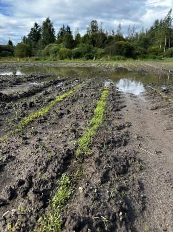 Dilles, kuras neizauga, jo noslīka.