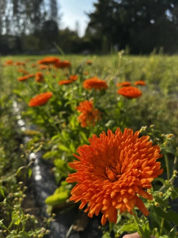 Kliņģerītes, kas tika divas reizes sētas un uzziedēja tik vasaras beigās. 