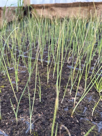 Puravu stādiņi, kas nesagaidīja savu izstādi uz lauka. 