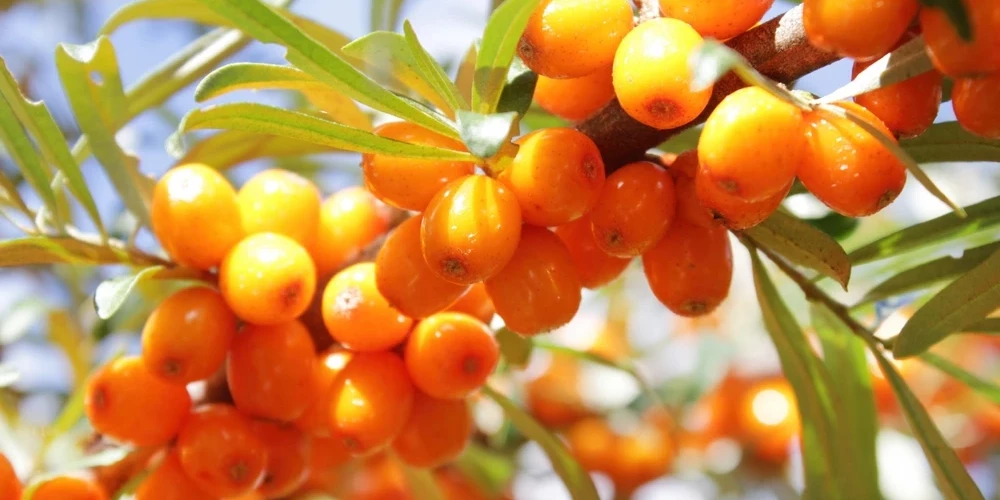 Sekojot tirgus tendencēm, ievērojami paplašinās bioloģiski audzēto smiltsērkšķu platības.