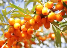 Jo bioloģiskāk, jo labāk dabai un veselībai