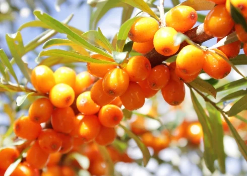 Sekojot tirgus tendencēm, ievērojami paplašinās bioloģiski audzēto smiltsērkšķu platības.