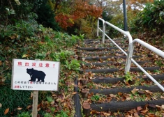 Japānā policistiem pret lāčiem ļauj izmantot šautenes