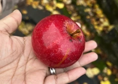 Ēdot nemazgātus augļus un dārzeņus, var saslimt ar žurku slimību, brīdina SPKC