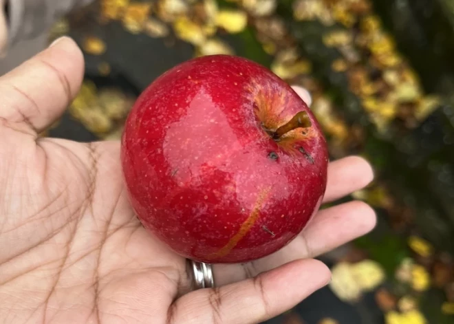 Ēdot nemazgātus augļus un dārzeņus, var saslimt ar žurku slimību, brīdina SPKC
