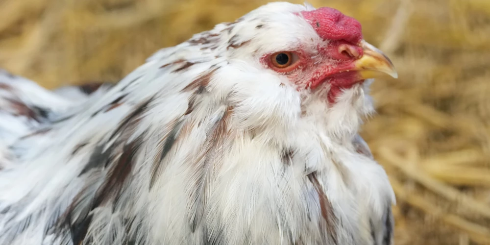 Mājputnu novietnē Durbes pagastā konstatēts augsti patogēnās putnu gripas uzliesmojums.
