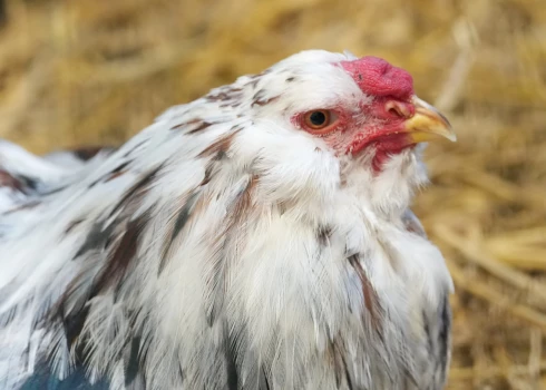 Mājputnu novietnē Durbes pagastā konstatēts augsti patogēnās putnu gripas uzliesmojums.