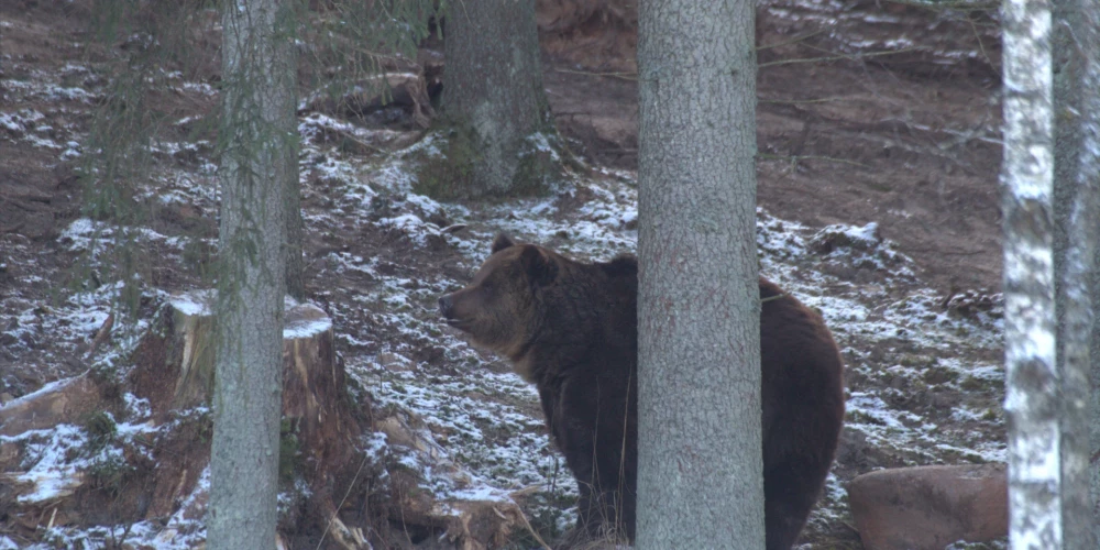 Latvijā mīt jau 150 brūno lāču – pieaug iespēja tos sastapt dabā.