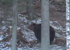 Lāču skaits Latvijas mežos pieaug – kā zināt, ka esi viņu teritorijā?