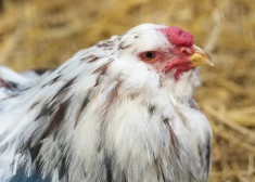 В Дурбской волости выявлена вспышка высокопатогенного птичьего гриппа