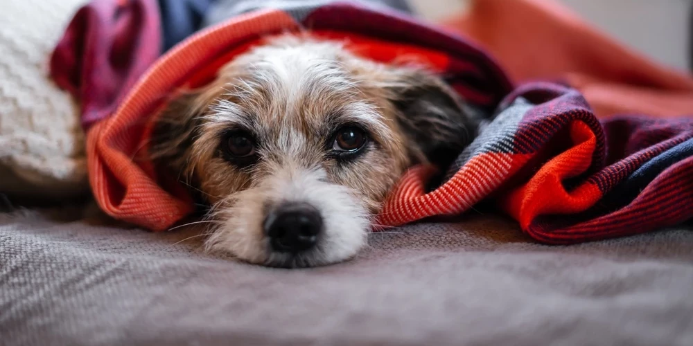 Epilepsija var attīstīties jebkuram sunim, taču noteiktām šķirnēm ir novērojama paaugstināta nosliece. Biežāk tā sastopama borderkollijiem, labradoriem, bīgliem, angļu buldogiem un vācu aitu suņiem.