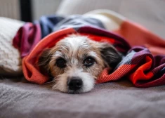 Epilepsija suņiem: kā to atpazīt un kā palīdzēt mīlulim?