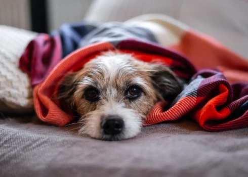 Epilepsija var attīstīties jebkuram sunim, taču noteiktām šķirnēm ir novērojama paaugstināta nosliece. Biežāk tā sastopama borderkollijiem, labradoriem, bīgliem, angļu buldogiem un vācu aitu suņiem.