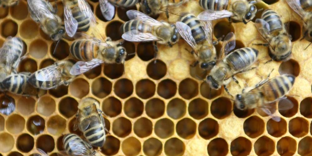 Lielākā daļa biškopju Latvijā šobrīd strādā ar introducētām pasugām – bitēm, kas vēsturiski ievestas no citām valstīm.