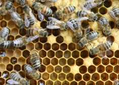 Biškopība Latvijā: izaicinājumi un inovācijas 