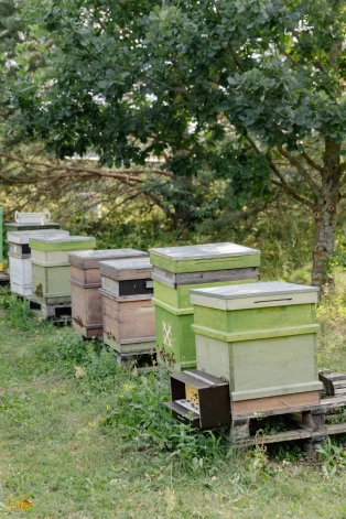 Lielākā daļa LBB biedru ir hobija biškopji. Par profesionālu darbību to var uzskatīt, ja dravā ir virs 100 stropiem, bet lai varētu pilnvērtīgi izdzīvot tikai no bitēm, nepieciešams vairāk - 150, 200 stropi.