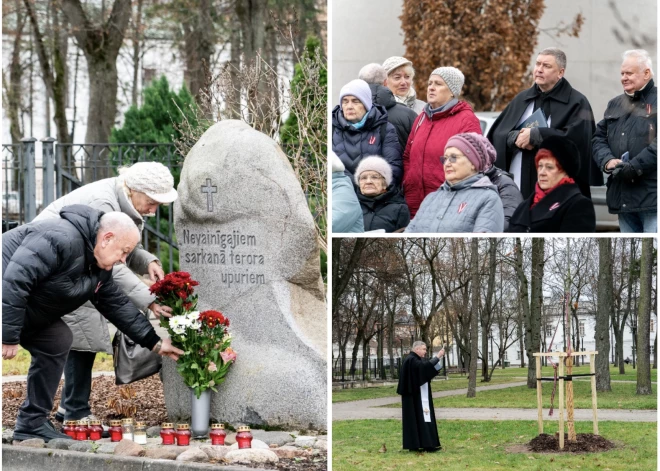 Daugavpilī pie Sarkanā terora upuru piemiņas akmens iesvētīts ozols