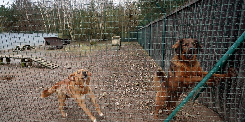 Dzīvnieki patversmēs, lielākoties, ir cilvēku vieglprātības un bezatbildības rezultāts.