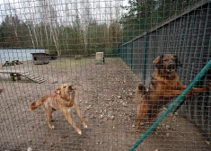 Vairums iedzīvotāju uzskata, ka dzīvnieku patversmēm nepieciešams valsts atbalsts