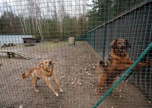 Dzīvnieki patversmēs, lielākoties, ir cilvēku vieglprātības un bezatbildības rezultāts.