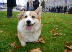 Svētdiena gaidāma mākoņaina un drēgna visā Latvijā