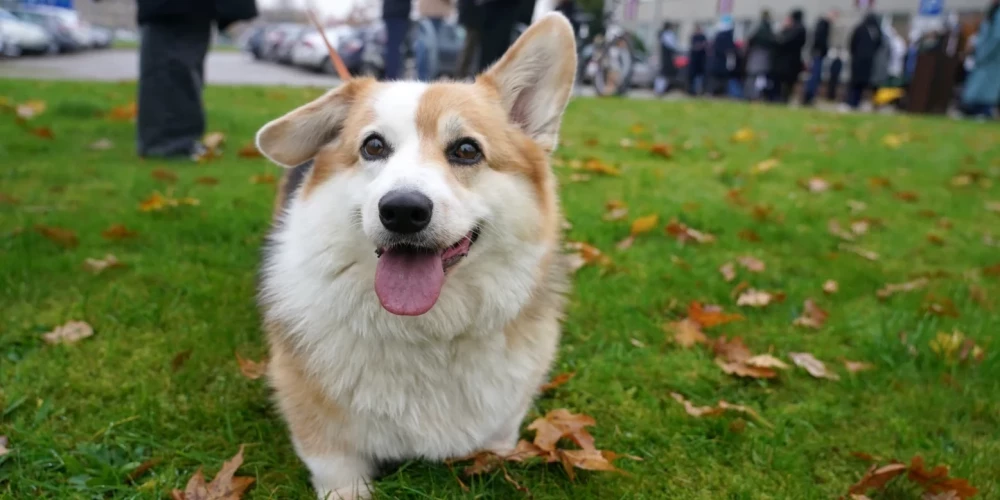 Иллюстративное фото.