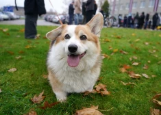 В воскресенье по всей Латвии ожидается облачность и влажность