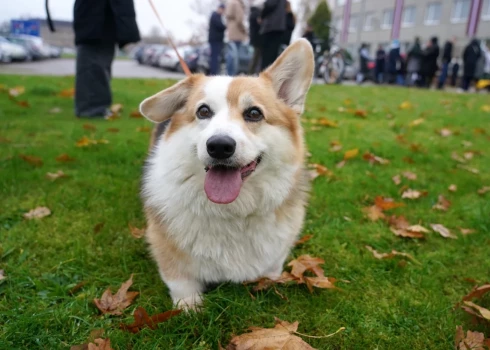 Иллюстративное фото.