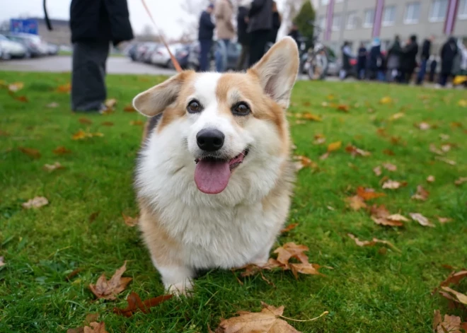 В воскресенье по всей Латвии ожидается облачность и влажность