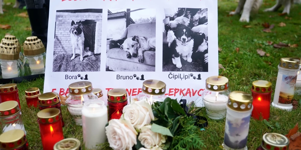 Pie Bauskas novada domes ēkas notiek pikets saistībā ar triju suņu nošaušanu Brunavas pagastā.