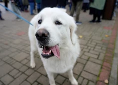 Pirmdiena būs vēsa un daudzviet gaidāmi nokrišņi