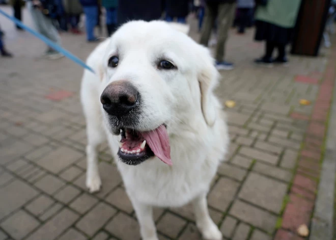 Pirmdiena būs vēsa un daudzviet gaidāmi nokrišņi