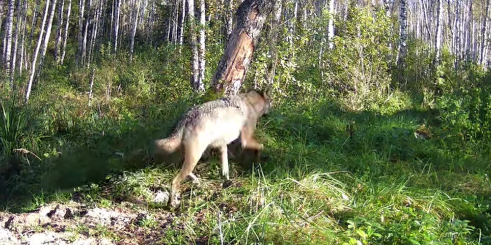 Sedas purvā gaišā dienā fiksēts vilku bariņš. 