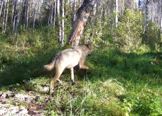 VIDEO: lācis vairs nav vienīgais Sedas purva saimnieks – gaišā dienā fiksēts vilku bariņš