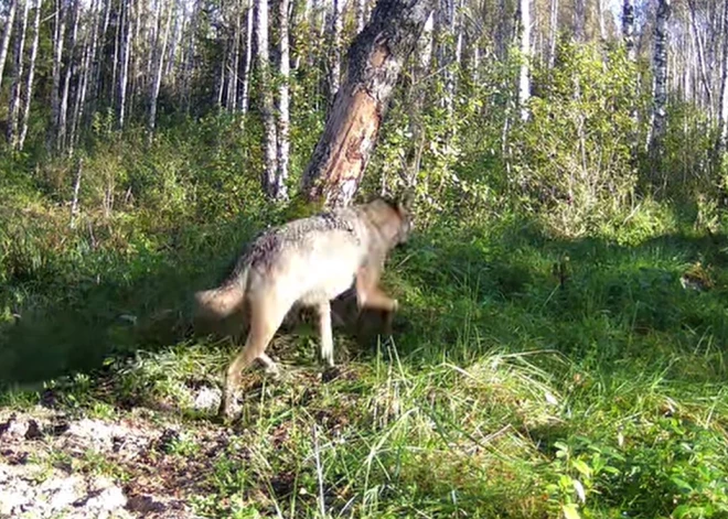 VIDEO: lācis vairs nav vienīgais Sedas purva saimnieks – gaišā dienā fiksēts vilku bariņš