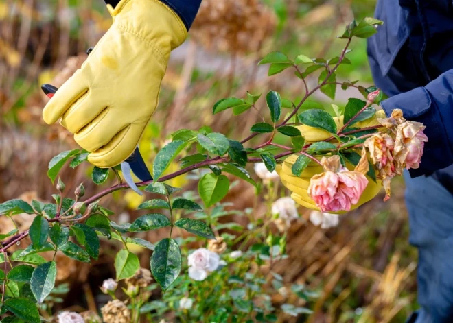 Kā sasegt vīteņrozes uz ziemu? Knifiņi audzētājiem, kuri cer uz bagātīgiem ziediem nākamgad