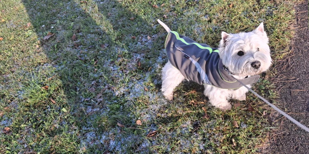 Pirmais sniegs Latvijā.