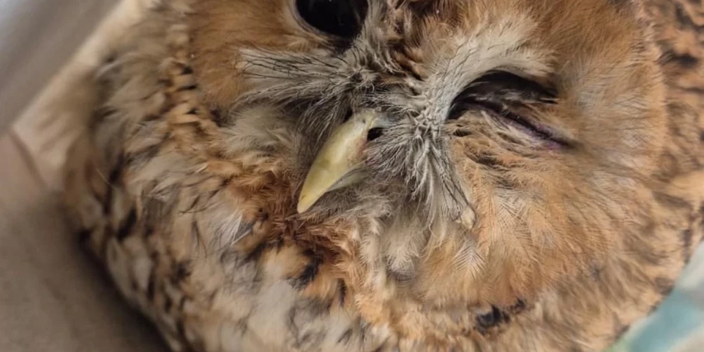 Latvijas savvaļas putnu patversmē "Drauga Spārns" nonākusi pūcīte.