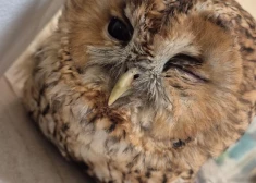 Cilvēku sirdis aizkustina sadursmē cietusi pūcīte