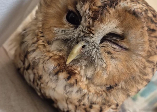 Cilvēku sirdis aizkustina sadursmē cietusi pūcīte