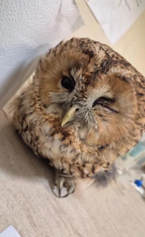 Latvijas savvaļas putnu patversmē "Drauga Spārns" nonākusi pūcīte.