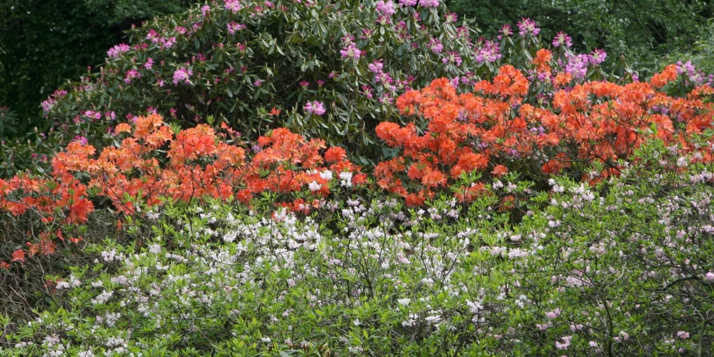 Rododendru ziedi Latvijas Universitâtes Botâniskajâ dârzâ.