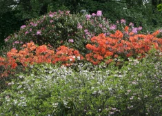 LU rododendru audzētava reģistrējusi piecas jaunas šķirnes