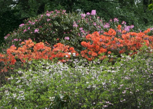 Rododendru ziedi Latvijas Universitâtes Botâniskajâ dârzâ.